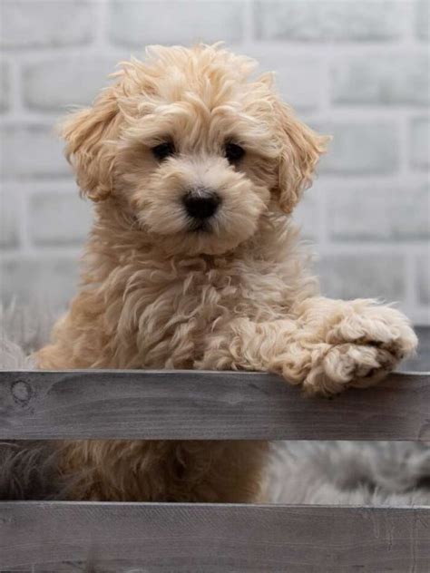 maltipoo puppies for sale san diego|maltipoo rescue san diego.